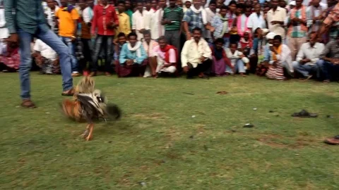 Cockfight Stock Footage 80901258