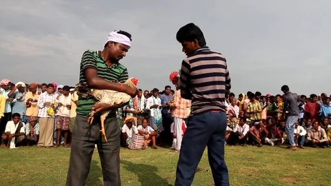 Cockfight Stock Footage 80909482