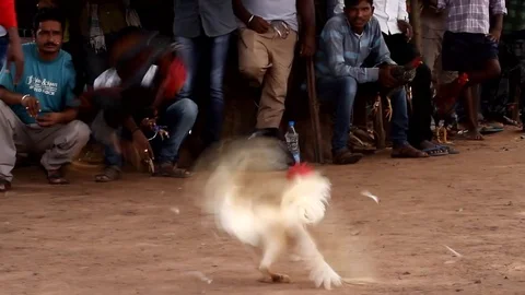 Cockfight Stock Footage 80913202