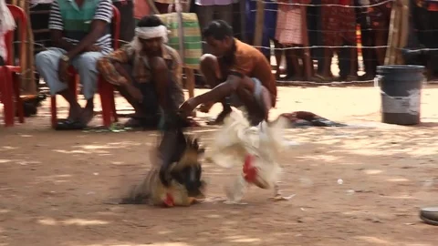 Cockfight Stock Footage 80914917