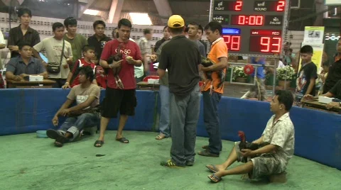 Cockfight presentation 스톡 동영상 484273