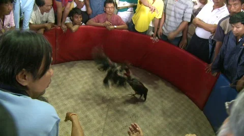 Cockfighting 2 Stock Footage 484029