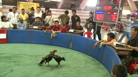 Cockfighting 4 Stock-Footage 484000