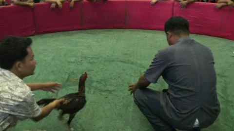 Cockfighting 7 Stock Footage 489396