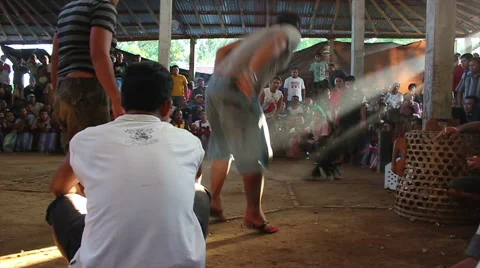 Cockfighting in Bali Stock Footage 41596681