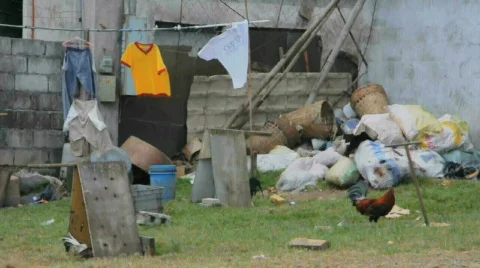 Cockfighting Field Video stock 315886