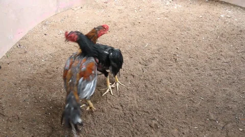 Cockfighting 스톡 동영상 33871886