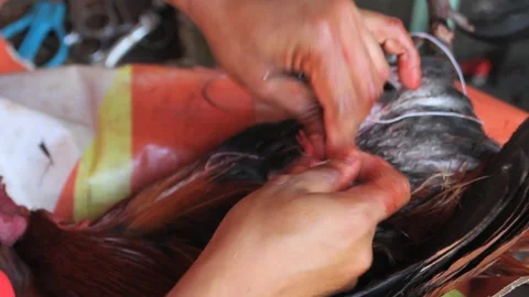 Cockfighting Video stock 106456597