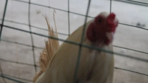 Cockfighting Stock Footage 106456776