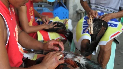 Cockfighting Stock Footage 106457004