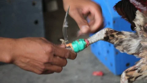 Cockfighting Video stock 106457080