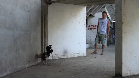 Cockfighting Stock Footage 106457312