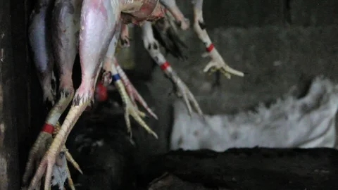 Cockfighting Stock Footage 106457347