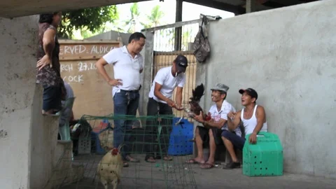 Cockfighting Stock Footage 106457469
