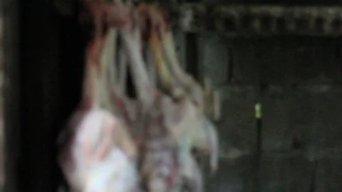 Cockfighting Stock Footage 106457495