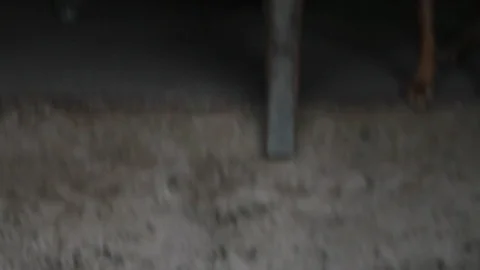 Cockfighting Stock Footage 106457639