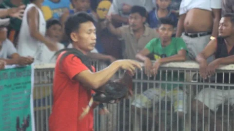 Cockfighting Stock Footage 106458034