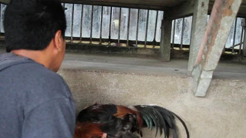 Cockfighting Stock Footage 106458088