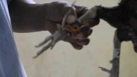 Cockfighting Stock Footage 106458106