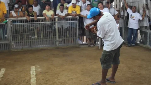 Cockfighting Video stock 106458115