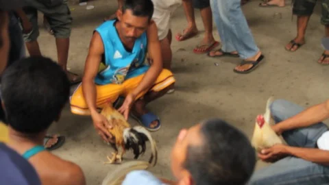 Cockfighting Video stock 106458121