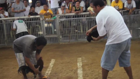 Cockfighting Stock Footage 106458126