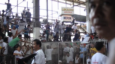 Cockfighting Stock Footage 106458139