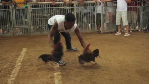 Cockfighting Stock Footage 106458213