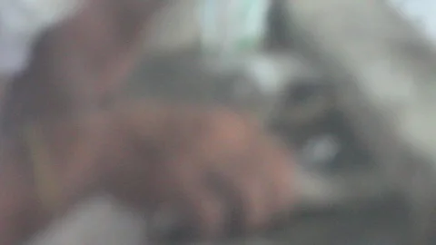 Cockfighting Stock Footage 106458603