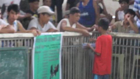 Cockfighting Stock Footage 106458865