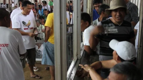 Cockfighting Stock Footage 106458920