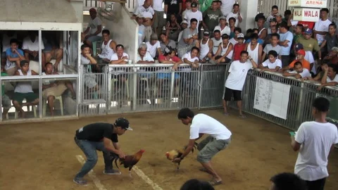 Cockfighting Stock Footage 106458970