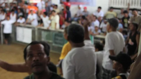 Cockfighting Stock Footage 106459053