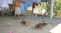 Cockfighting in Panama 4k or 4k+ Resolution