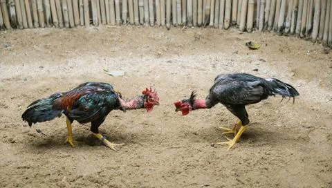 Cockfighting Stock Photos