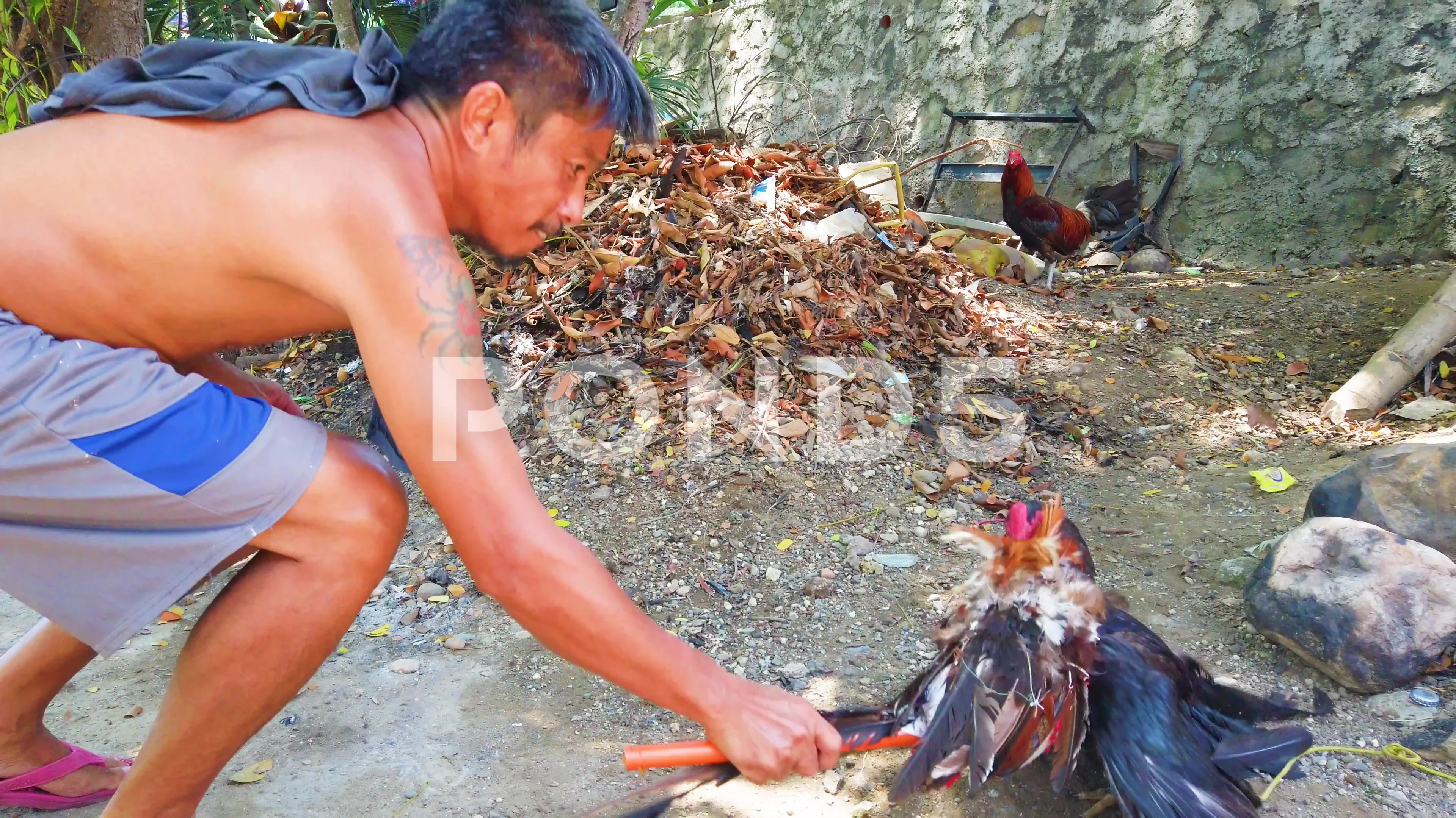  American Flag Cockfighter Game Fowl Cockfighting