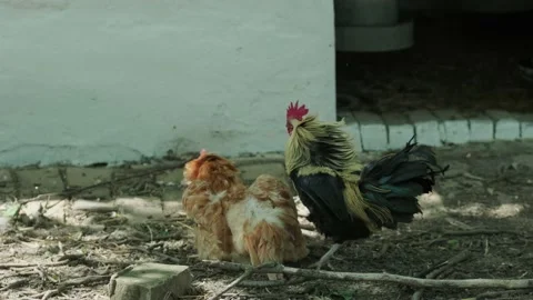 Cockfighting. A rooster defends a hen from another rooster. Video stock 130464622