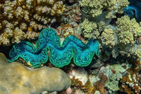 Cockle Giant Clam in the Red Sea Colorful and beautiful Stock Photos