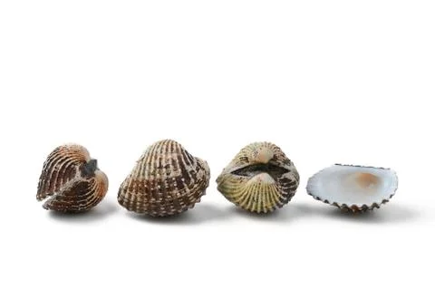 Cockle Stock Photos