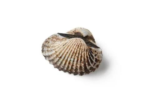 Cockle Foto stock