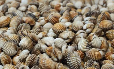 Cockle Stock Photos