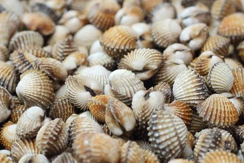 Cockle Stock Photos