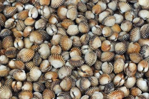 Cockle Stock Photos