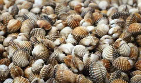 Cockle Foto stock