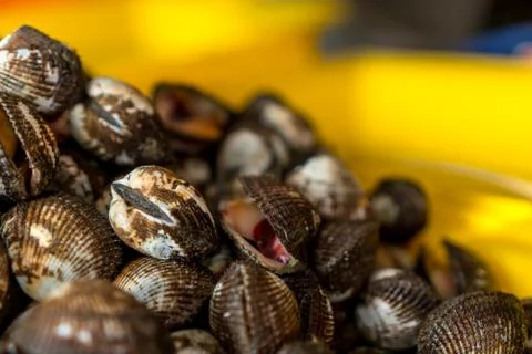 Cockle 스톡 사진