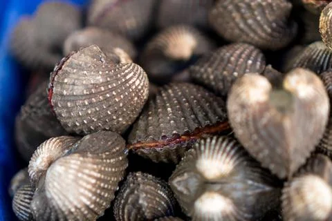 Cockle Stock Photos