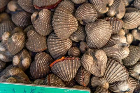 Cockle Stock Photos