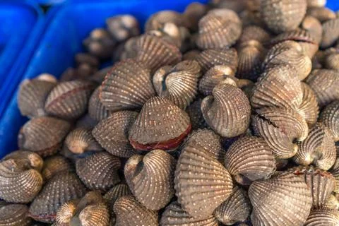 Cockle Stock Photos
