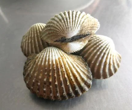 Cockle Stock Photos