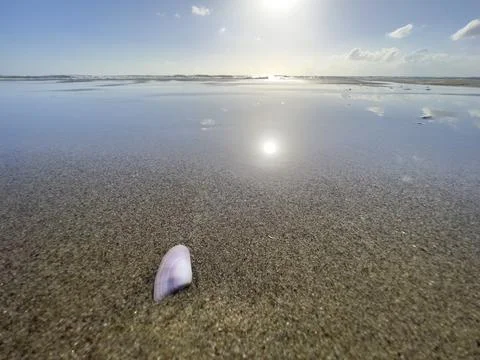 Cockle shell on the beach in the waves seabed postcard 스톡 사진